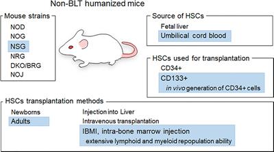 Humanized mice generated by intra-bone marrow injection of CD133-positive hematopoietic stem cells: application to HIV-1 research